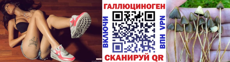 цены   Кизел  Псилоцибиновые грибы Cubensis 